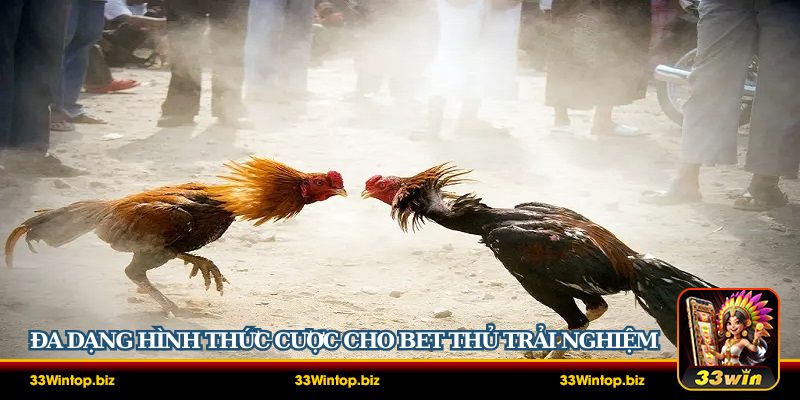 Đa dạng hình thức cược cho bet thủ trải nghiệm