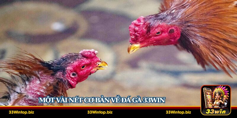 Một vài nét cơ bản về đá gà 33Win