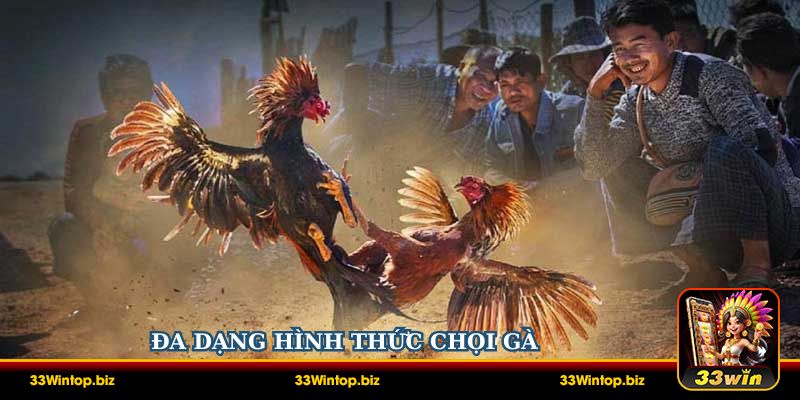 Đa dạng hình thức chọi gà