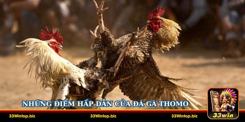 Những điểm hấp dẫn của đá gà Thomo