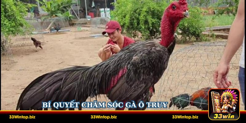 Bí quyết chăm sóc giúp Gà Ô Truy phát huy tối đa sức mạnh